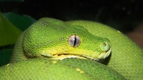 Green Tree Python - new additon - ENVY - Meet him and see his set-up