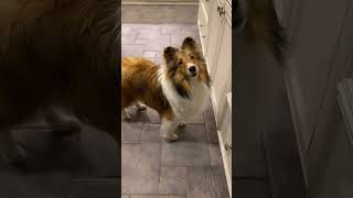 50 Tricks in 50 Days  Day 63 'Close Drawer' Subscribe on Cricket 'the sheltie' Chronicles