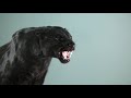 Black Panther prowling in Slow Motion | Beautiful creature