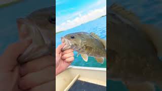 LIVESCOPE Fishing Smallmouth