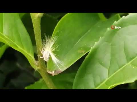 Video: Balon Bitkisi Milkweed – Tırtıllar İçin Balon Bitkileri Yetiştirme