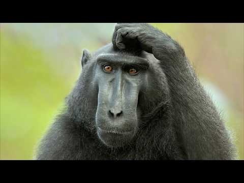 Хонда Пилот. Как снять смотровую крышку ремня ГРМ