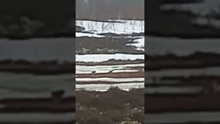 гусь на тундре #весна #охота #гусь #охотанагуся
