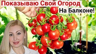 Не Жизнь, а СКАЗКА! Вот Как Я Выращиваю в Квартире ПОМИДОРЫ, ОГУРЦЫ и ПЕРЕЦ! Огород на Балконе 2024