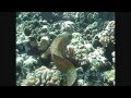 Morey eel hunting octopus molokini island maui Hawaii