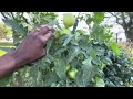 Garden Update (tomatoes)