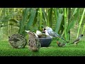 Relaxing Video For Cats &amp; Dogs - Video For Cats to Watch Backyard Birds Coming and Going