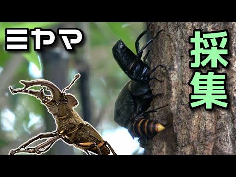昆虫採集 隙あらば山 2024年 7月下旬 クワガタ カブトムシ 採集 Insect Collecting