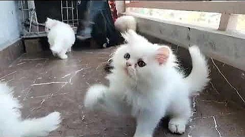 Watch the video about Semi punch face persian kitten for sale in Delhi ncr - 7428876405