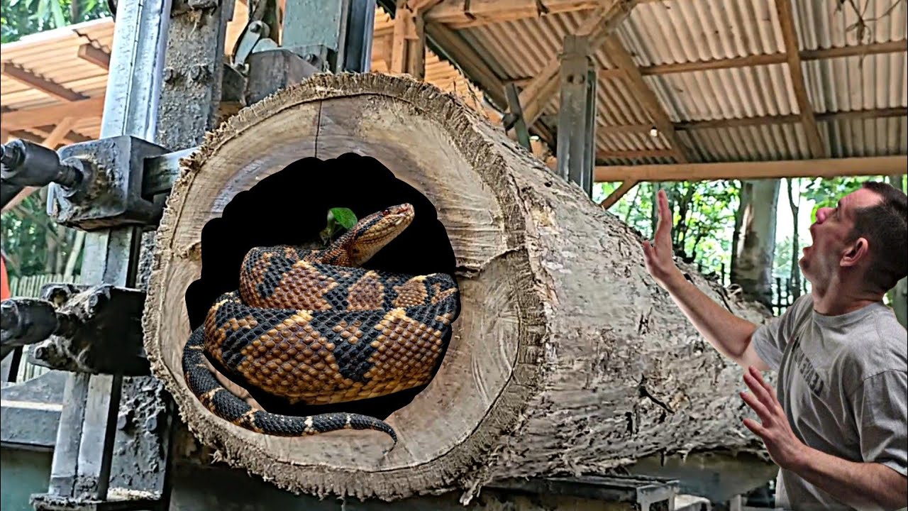 mystery in the world of wood, the process of sawing large teak wood in ...