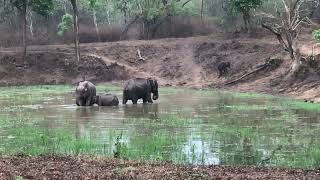 Baby Elephant scared of pond (Bandipur National Park, India)