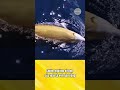 Hoa hậu trong làng cá #xuhướng #tintuc #reviewvui #foryou #fishing #funny #giaitri