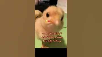 الخيانة اكسبلور ترند Funny الجزائري ضحك رياكشن لايك Memes اهميه 