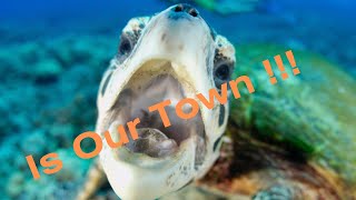 Turtle Town, epic dive site for everyone!!! Maui Hawaii