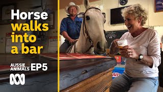 A horse walks into a bar... and other tall stories 🐴🍺 | Aussie Animals Ep5 | ABC Australia