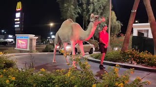Man takes camel to In-N-Out drive-thru in Vegas for fries