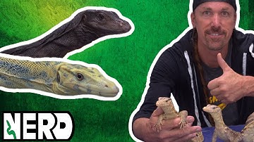 Taming + Socializing your Water Monitors