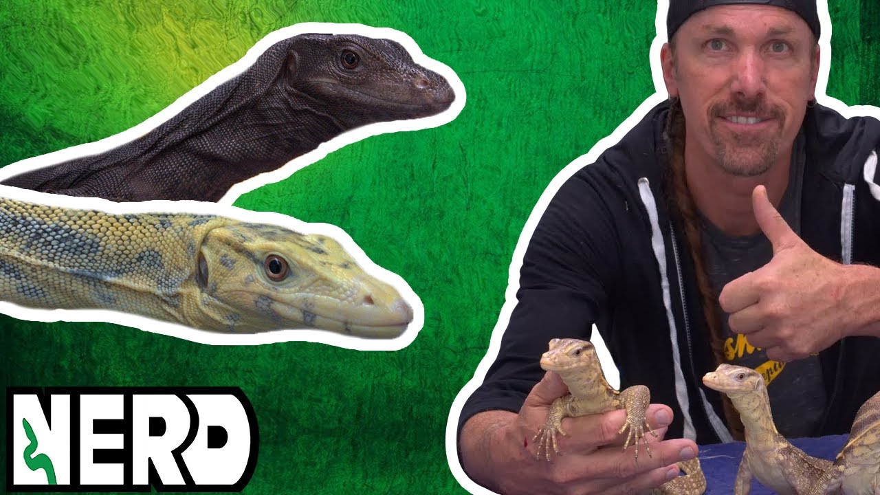 Taming + Socializing your Water Monitors