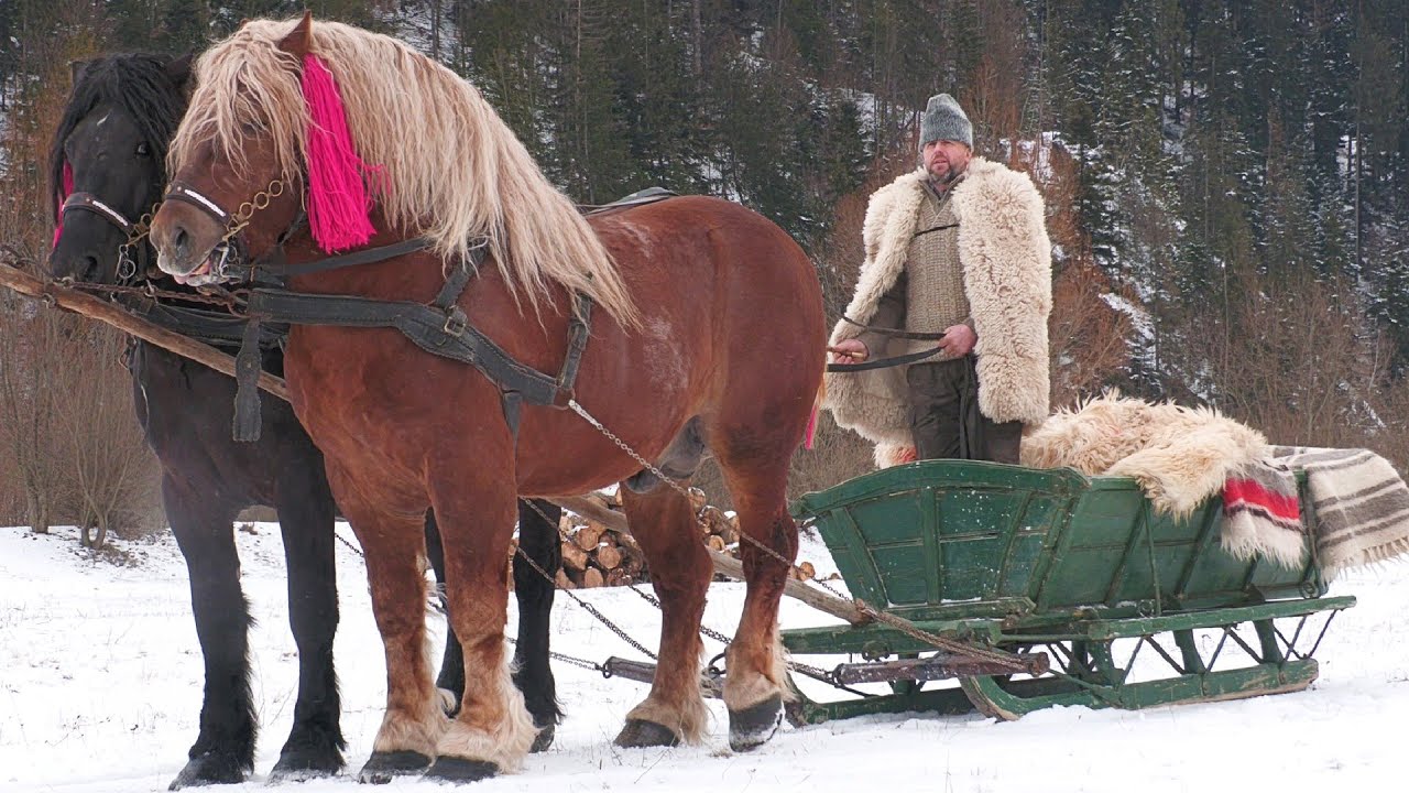 Armăsari linia Fitero Ilie Huțan de la Horodnic de Sus - Bucovina 2025