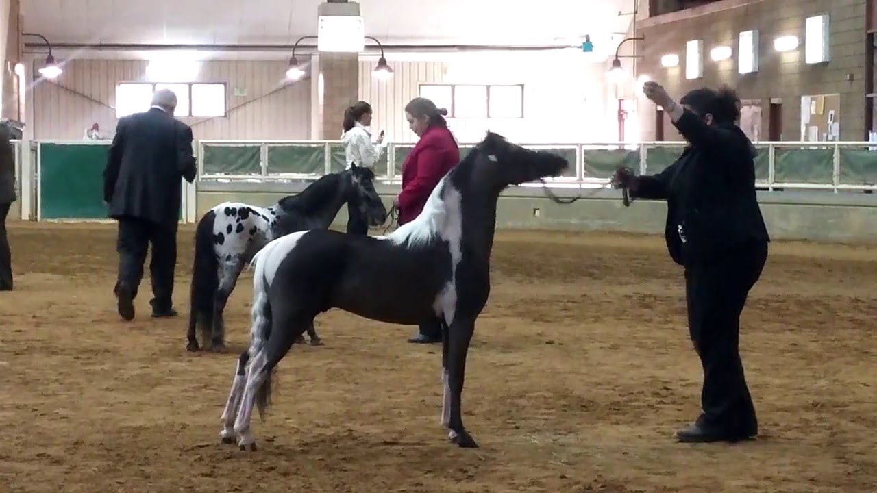 AMHR Horse Show, Williamston, NC 2016 YouTube