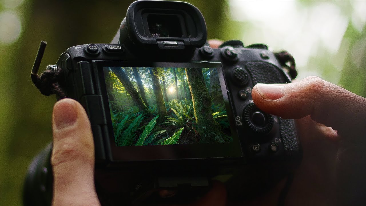 How To Photograph Complex Forest Landscapes