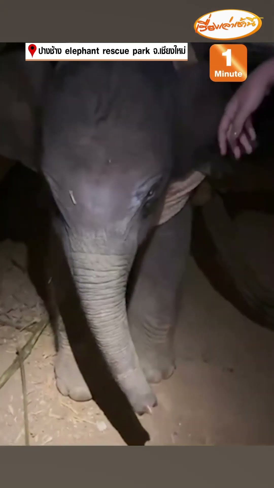 เฮรับลูกช้างคลอดใหม่ ร่าเริงสุขภาพแข็งแรง