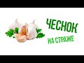 Чеснок на страже здоровья| Крымский центр оздоровления Неумывакина