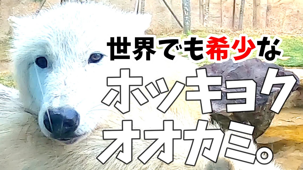 もののけ姫のモロの君 国内で唯一見られるホッキョクオオカミが神秘的だった 那須どうぶつ王国 The Only Arctic Wolf Seen In Japan Was Mysterious Youtube