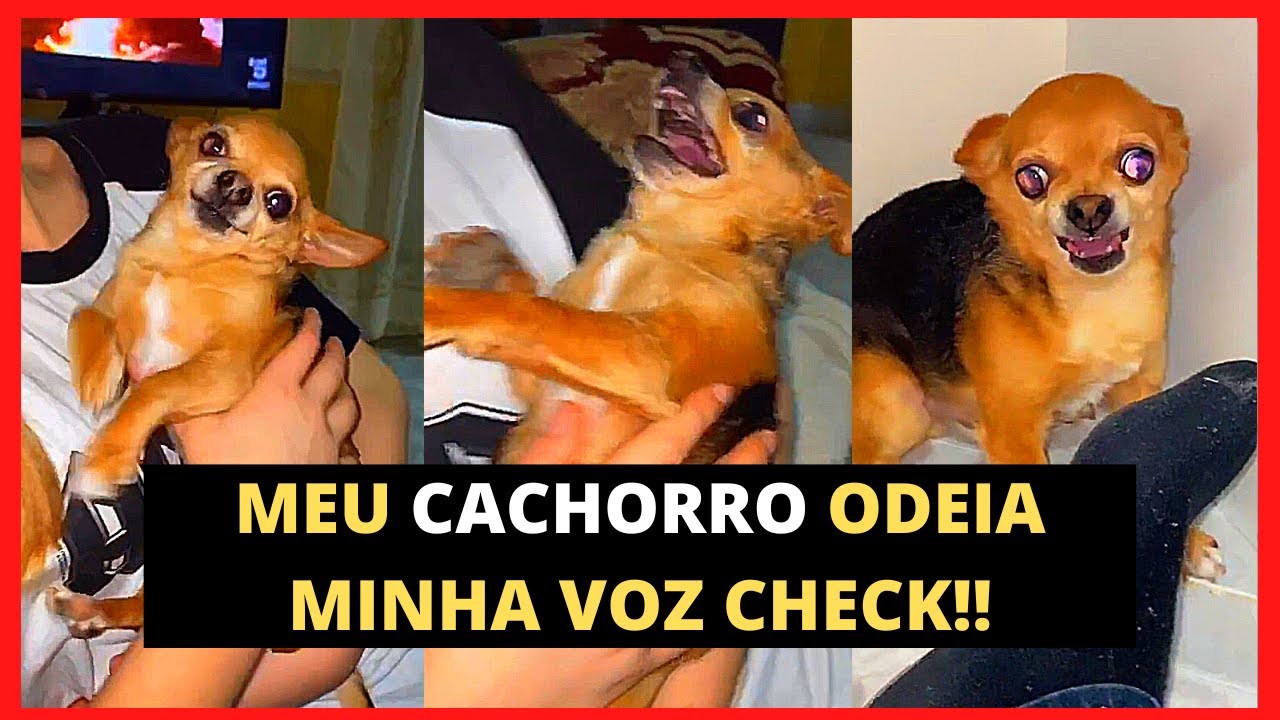 ANIMAIS ENGRAÇADOS - TENTE NÃO RIR 