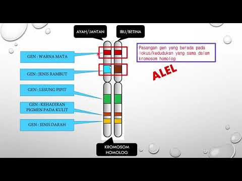 Video: Apakah perbezaan antara kuiz alel dominan dan resesif?