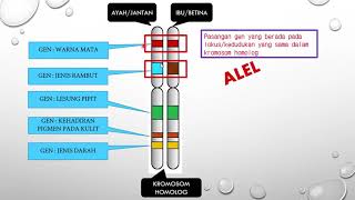 Sains Tingkatan 4 KSSM I BAB 5 I Pewarisan : Maksud Gen dan Alel