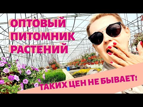 СТАРАЯ ДАЧА | В шоке от цен! Оптовый питомник растений. №39