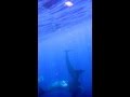 Sperm Whales in Dominica