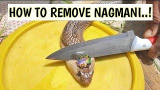 100 साल पुरानी नागमणि का रहस्य। The Real Truth Of Real NAAGMANI. - 9900127861