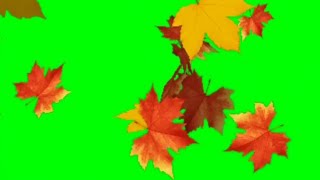 Falling Leaves Green Screen Video