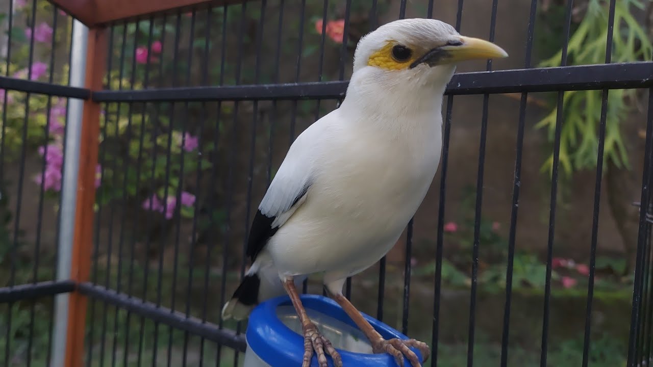 MAsteran Burung Jalak Pito pagi Hari Bikin Jalak Muda Cepat gacor