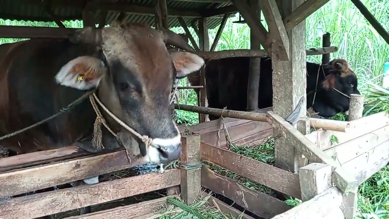 Sapinya buk lusi  baru sem uh dari sakit tubuhnya kurus