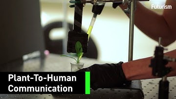 Nanobiotics Turned Spinach Into an Explosives-Detector