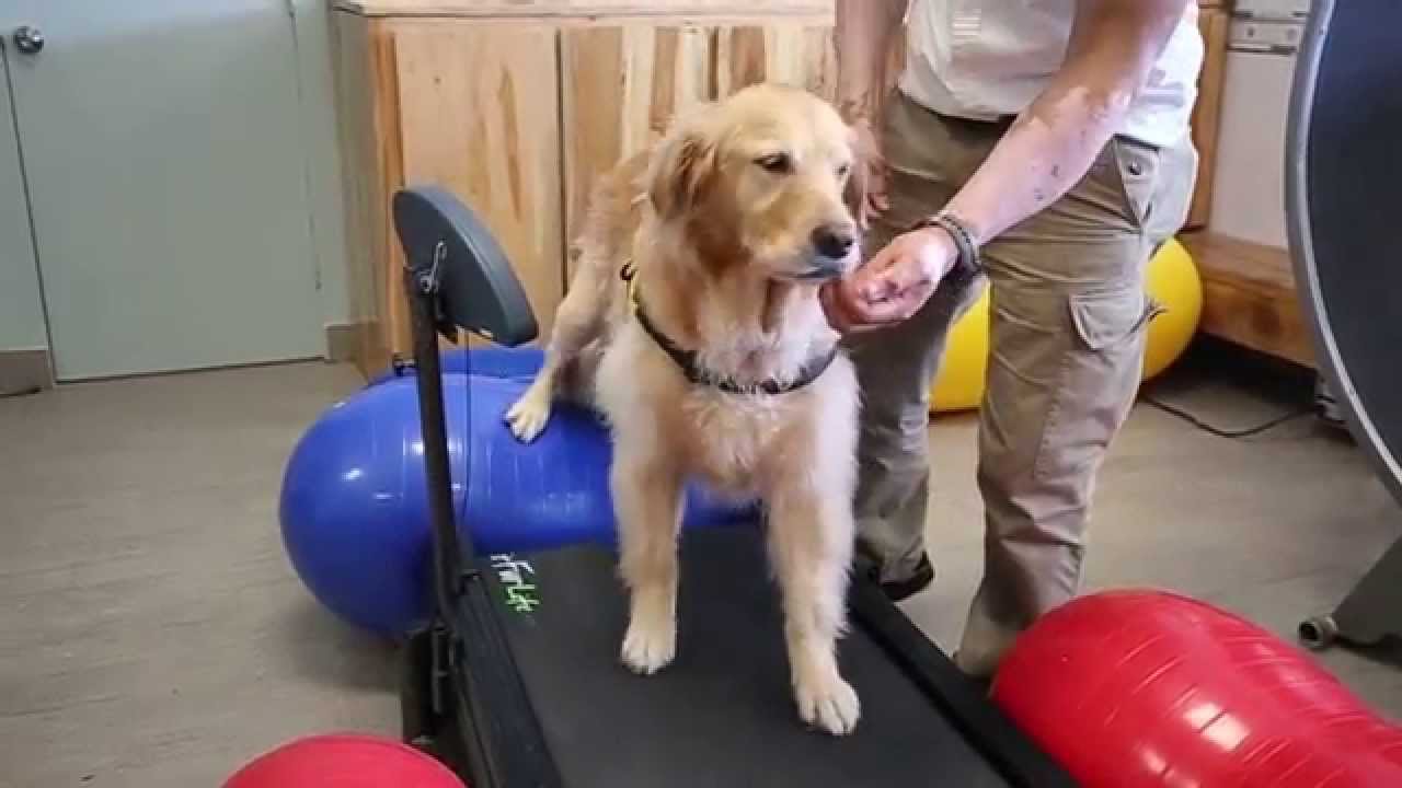 Cruciate Ligament Surgery Tightrope Procedure YouTube