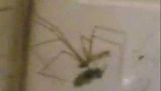 Ata Demirer Araknafobia