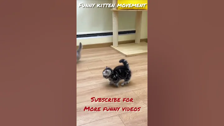 Video 11905511: cat kitten funnycats, cat funnycats adorable, funniest cat funnycats, funniest cutest kittens cats, cat kittens enjoying, kitten playing funny