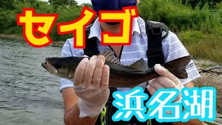 釣り浜名湖でセイゴが釣れました！