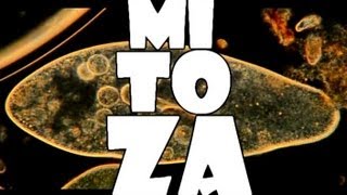 Mitoza - Karol Wnuk (demo + lyrics)