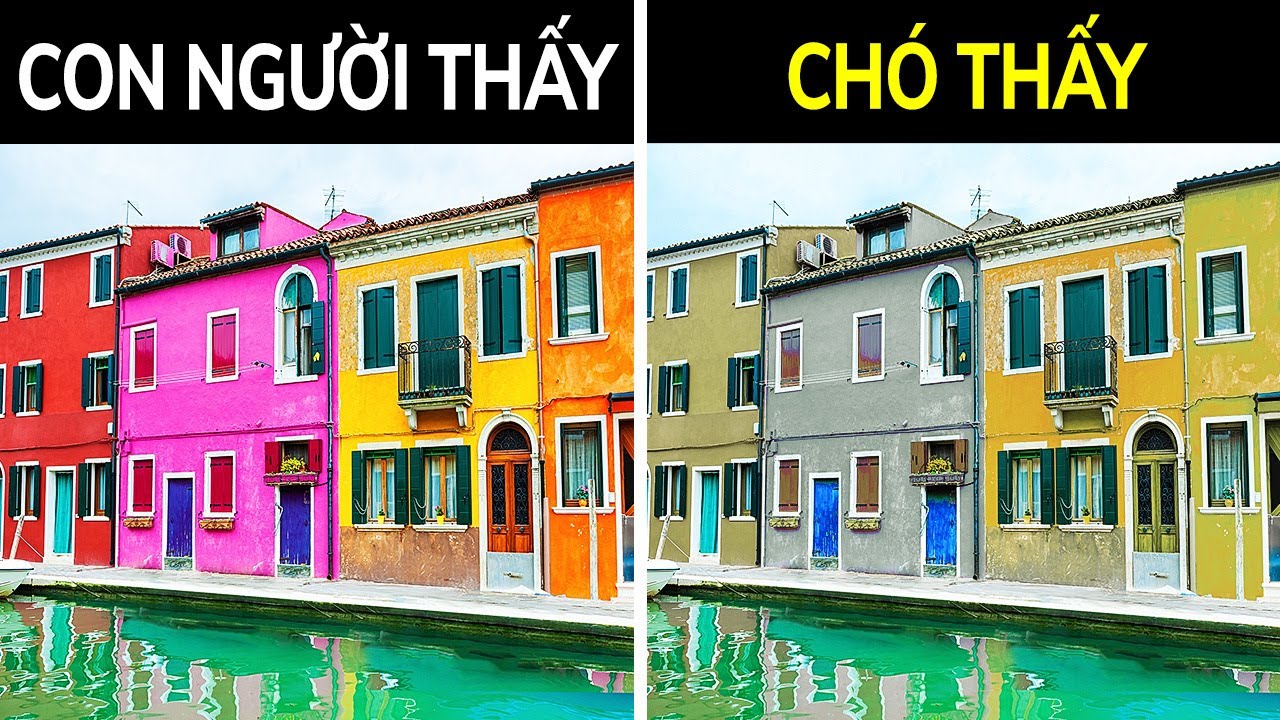 Chó Không Mù Màu Và Không Phải Tất Cả Đều Ghét Người... - youtube