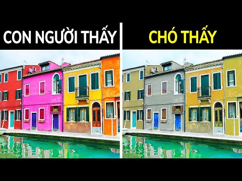 Video Chó Không Mù Màu Và Không Phải Tất Cả Đều Ghét Người... - youtube