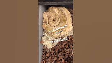 Champagne 🍾 Pastel Ball Python #shorts #shortsfeed #shortvideo #reels #fyp #fypシ #snakes