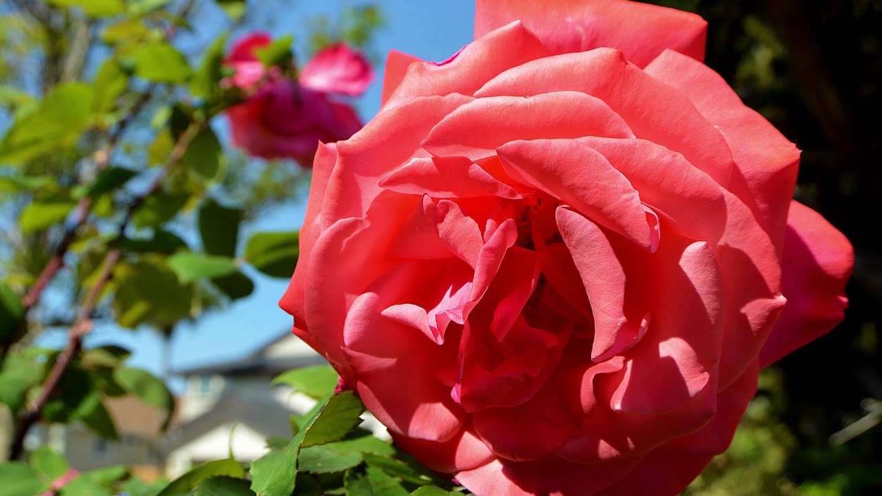 BLOOM Your BIGGEST Roses All Year ArableONE YouTube