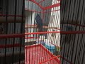 Terapi Untuk Kacer Bahan Mp3 - Mp4 Download