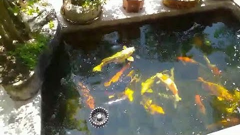 Hồ Cá Koi 2 Khối Đẹp - Bộ Lọc 3 Ngăn + Bakki Nước Rất Trong - Cá Rất Khoẻ.Hồ Em Nhựt ở Bình Định.