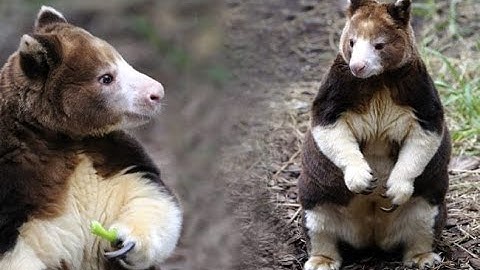 $43 - Đôi điều về loài Chuột túi cây - tree kangaroo